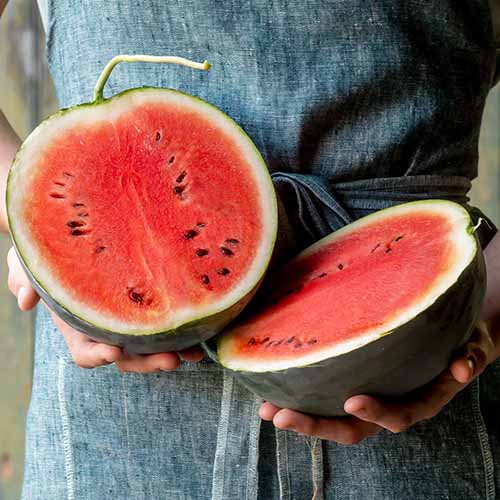 A square image of a gardener holding two halves of a 'Bush Sugar Baby' watermelon showing the red flesh and seeds inside.