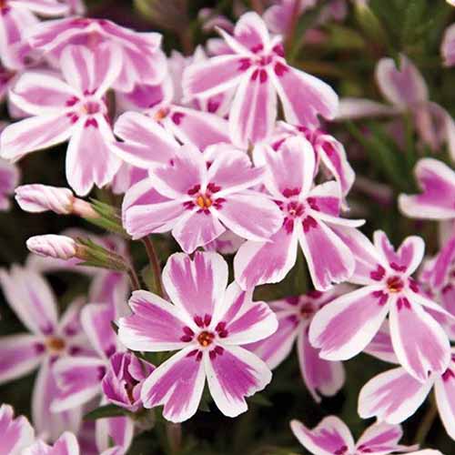 A close up square image of 'Candy Stripe' creeping phlox flowers pictured on a soft focus background.