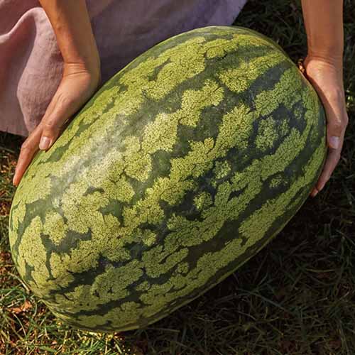A close up square image of a 'Carolina Cross #183' watermelon with a gardener holding it to demonstrate its impressive size.