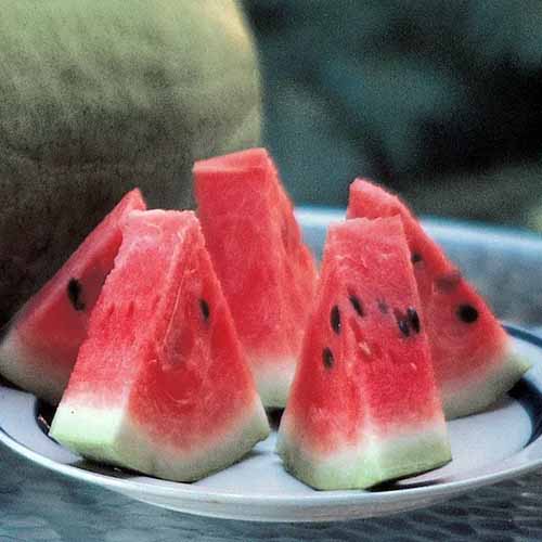 A close up square image of slices of watermelon set on a plate.