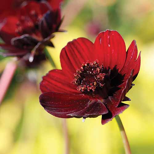 A square image of a single 'Choca Mocha' flower pictured on a soft focus background.