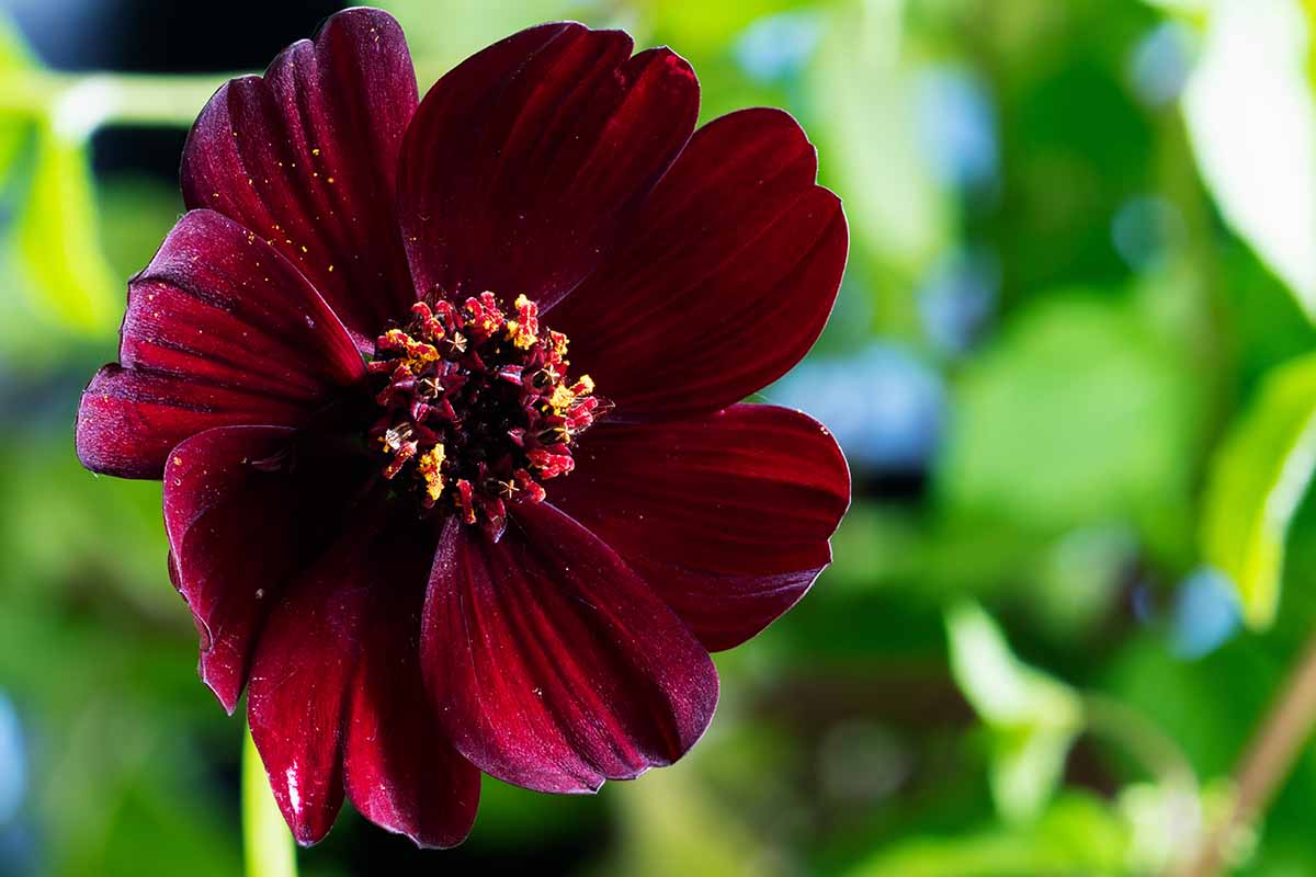 A close up horizontal image of a single deep-burgundy flower pictured on a soft focus background.