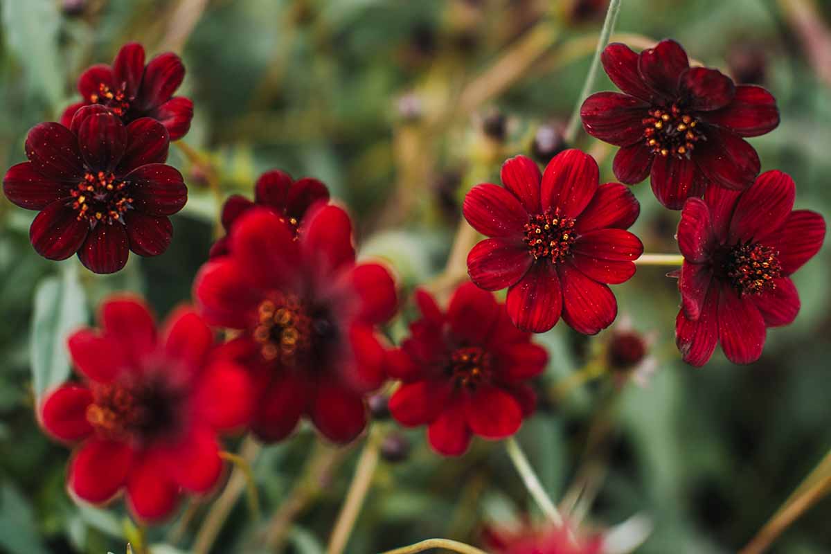 A close up horizontal image of chocolate cosmos flowers growing in the garden pictured on a soft focus background.