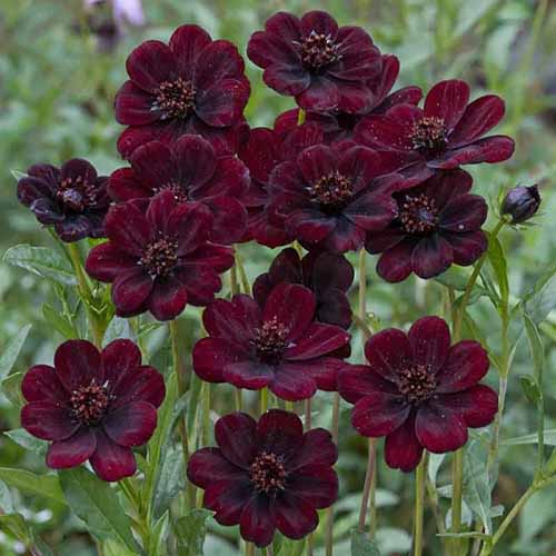 A square image of a cluster of chocolate cosmos flowers in the landscape.