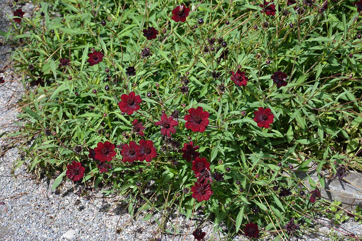 A close up horizontal image of chocolate cosmos 'Choca Mocha' growing in a garden border spilling out into a pathway.
