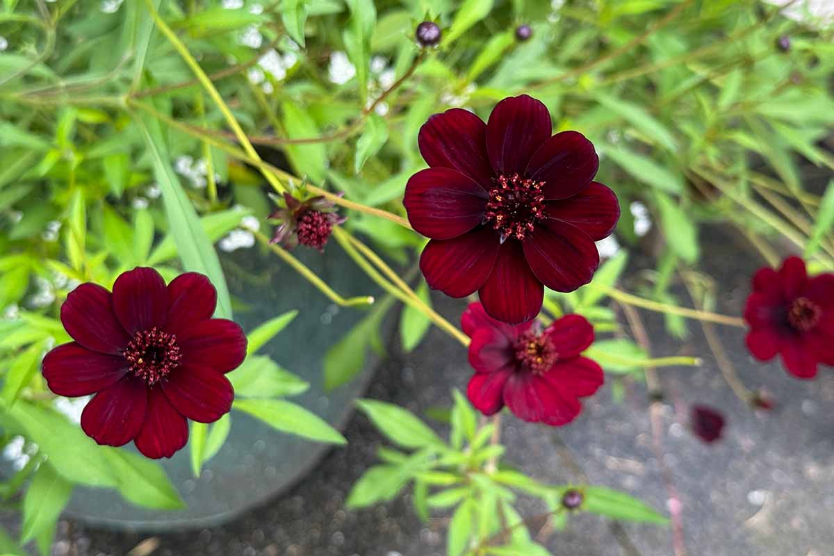 A close up horizontal image of chocolate cosmos flowers growing in a container.