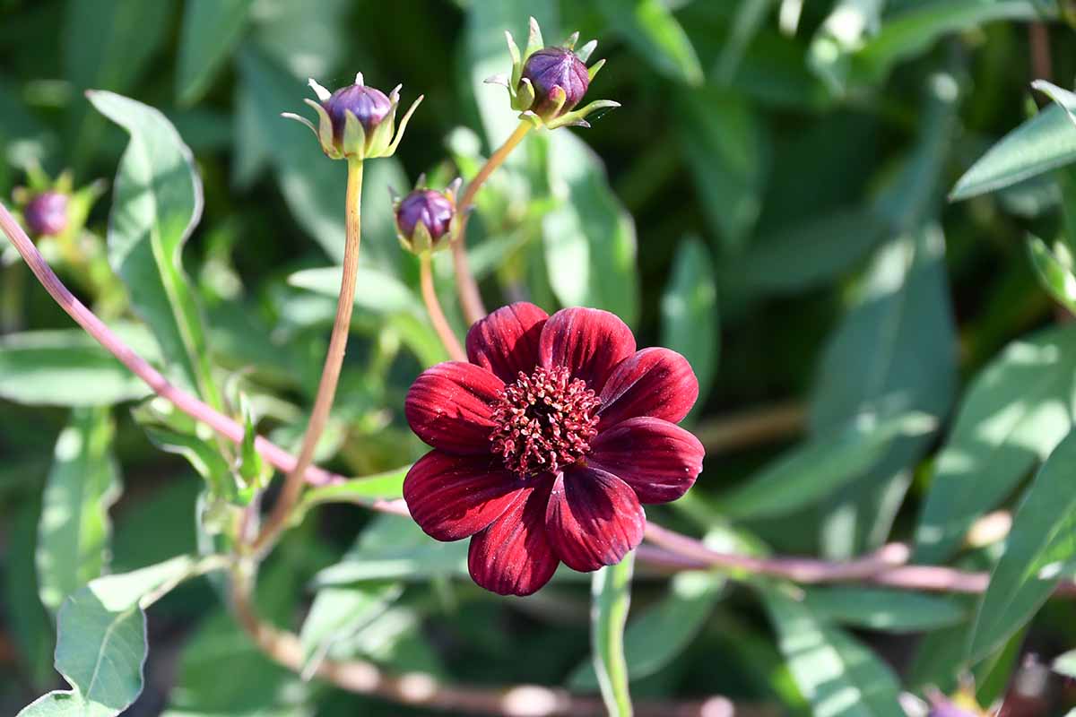 A close up horizontal image of a chocolate cosmos flower growing in the garden pictured in bright sunshine with foliage in soft focus in the background.