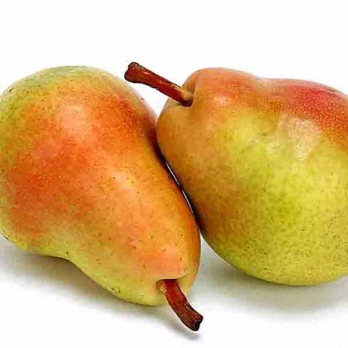 A close up square image of two 'Clapp's Favorite' pears pictured on a white background.