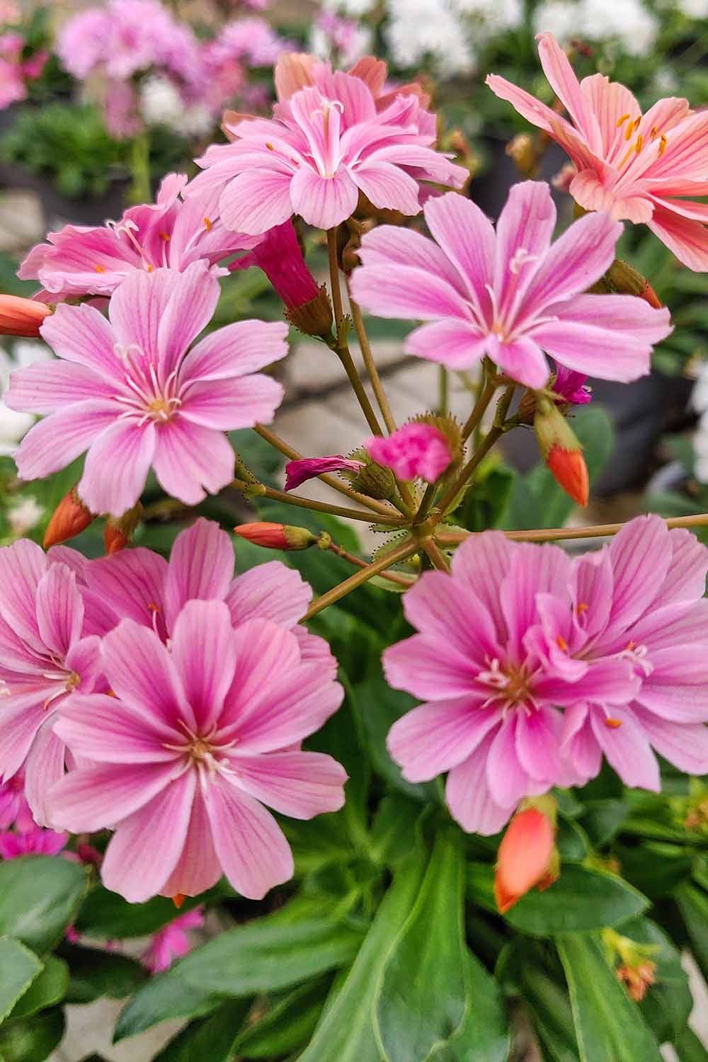 A close up vertical image of cliff maids (Lewisia cotyledon) growing in the garden.