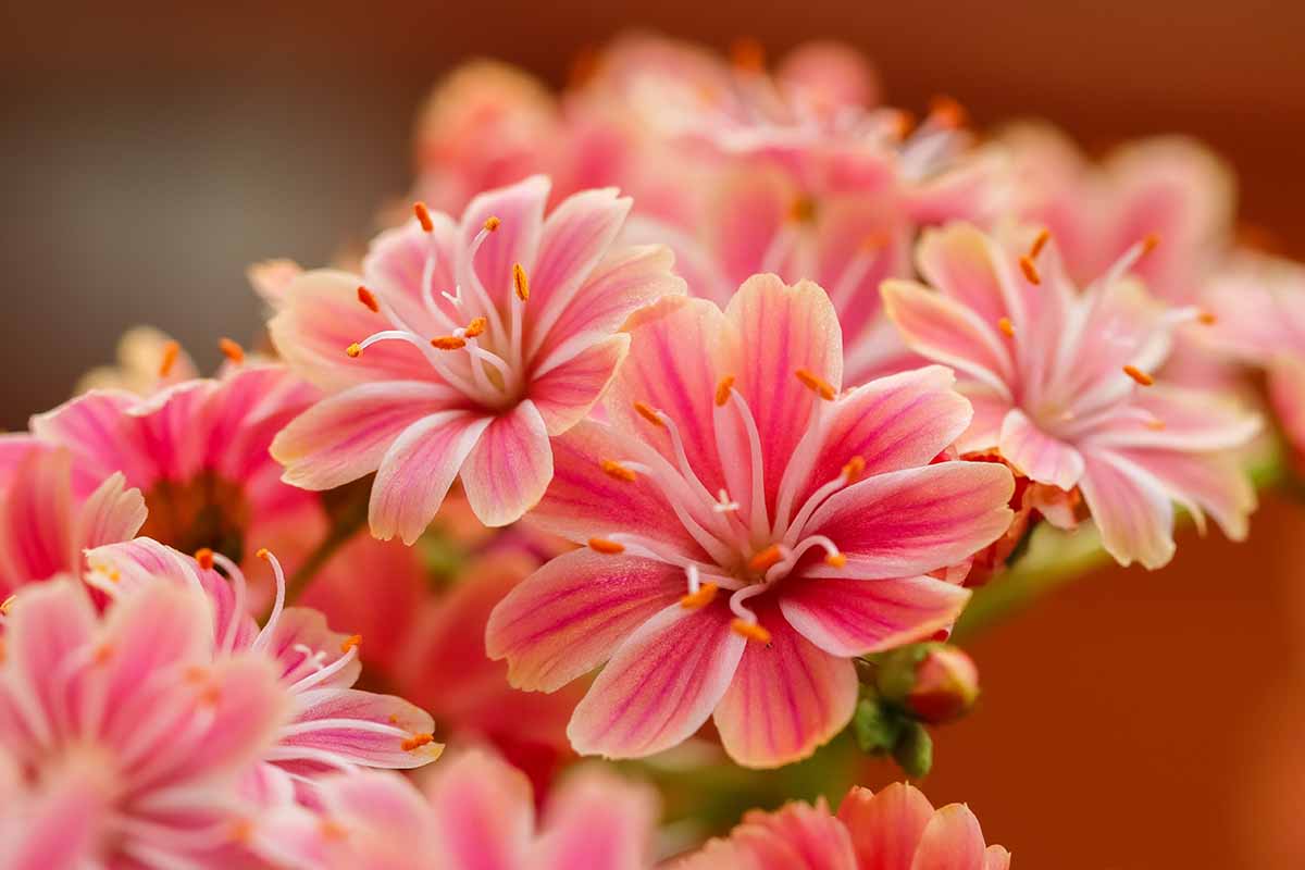 A close up horizontal image of cliff maids flowers pictured on a soft focus background.