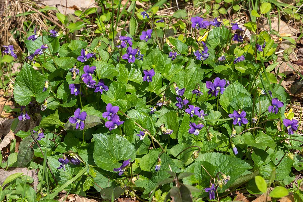 A horizontal image of a clump of purple wild violet flowers growing in the garden pictured in bright sunshine.