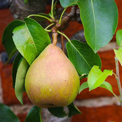 A square image of a single 'Comice' pear on a tree growing in the garden.
