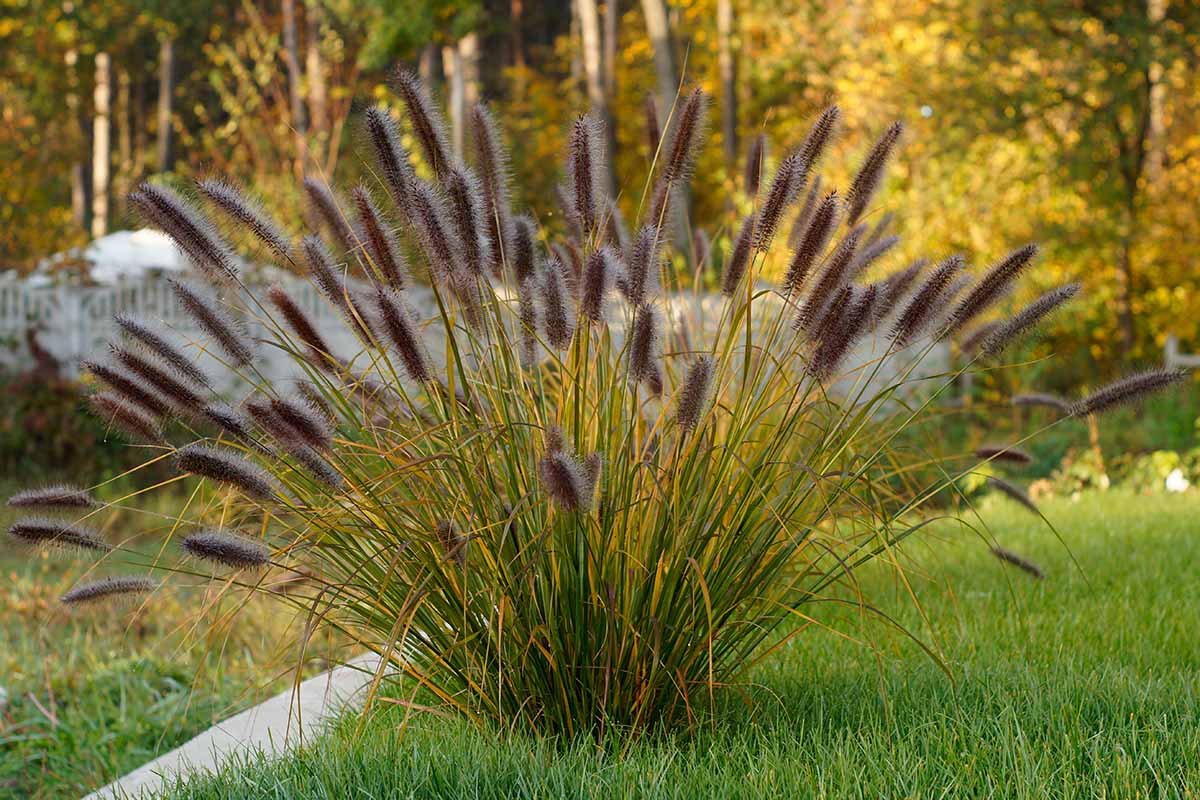A close up horizontal image of a clump of fountain grass with light purple flowers growing in a lawn with trees in soft focus in the background.