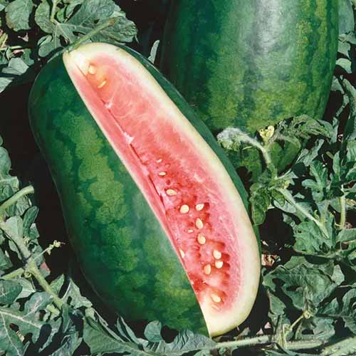A square image of a 'Congo' watermelon with a slice cut out of it set on the ground outdoors.