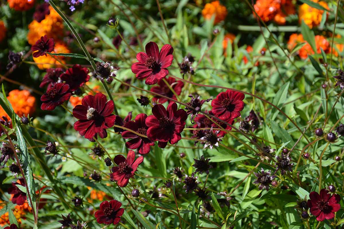 A horizontal image of chocolate cosmos flowers growing in a meadow.