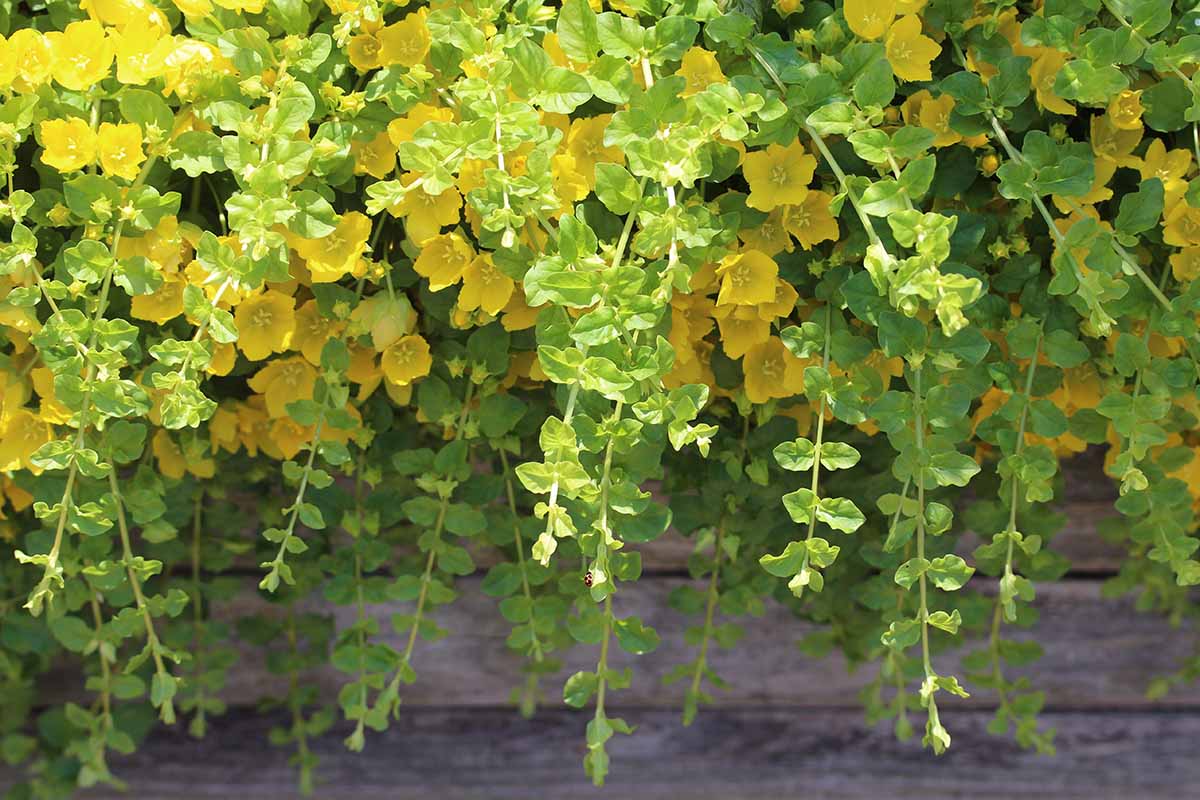 A close up horizontal image of creeping Jenny cascading over the side of a wooden planter pictured in bright sunshine.