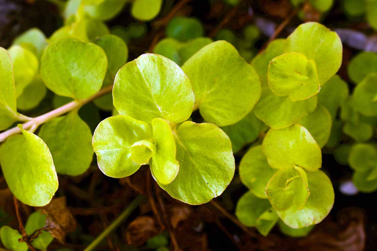 A close up horizontal image of the coin-shaped foliage of creeping Jenny growing in the garden.