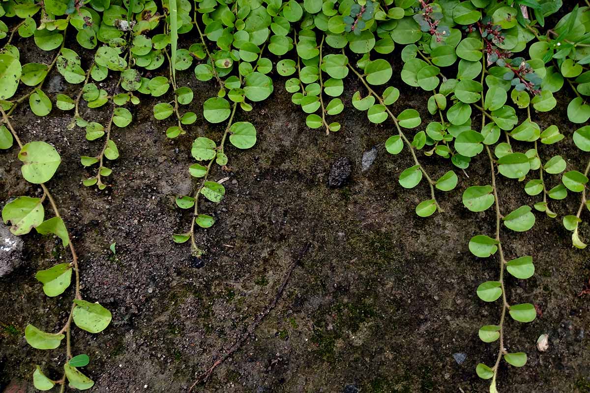 A close up horizontal image of creeping Jenny growing as a ground cover.