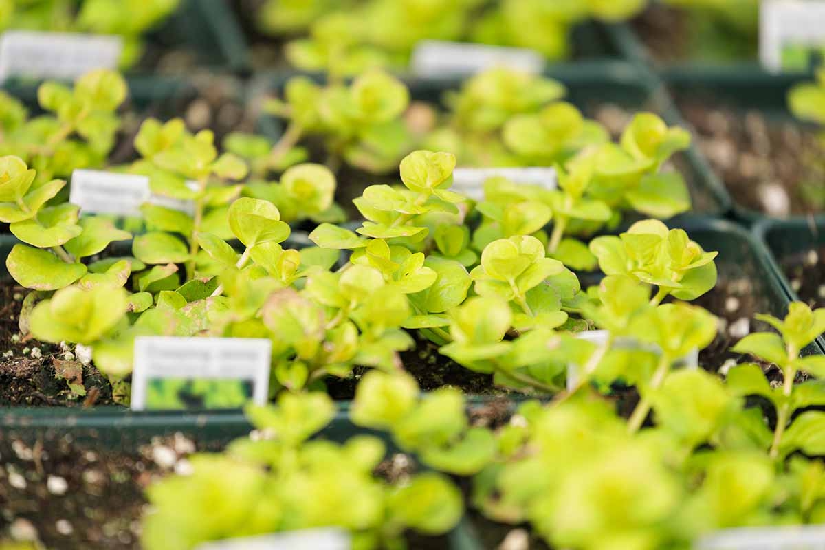 A close up horizontal image of creeping Jenny seedlings growing in seed trays.