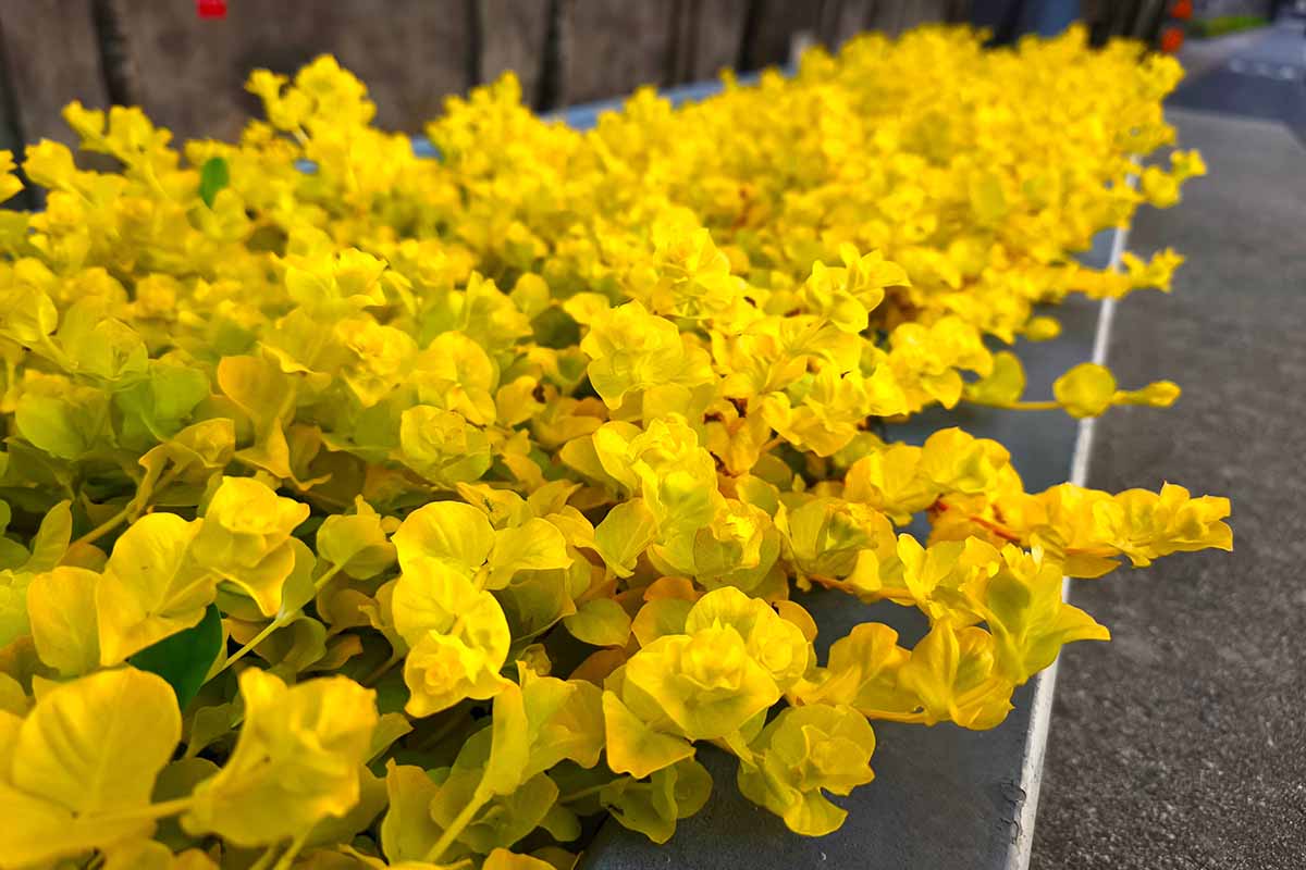A close up horizontal image of creeping Jenny in full bloom with bright yellow flowers growing by the side of a pavement.