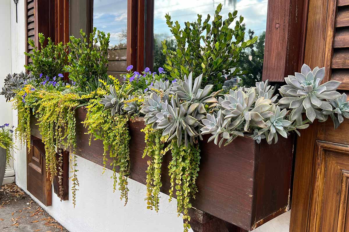 A horizontal image of wooden window boxes planted with succulents, flowers, and trailing moneywort.