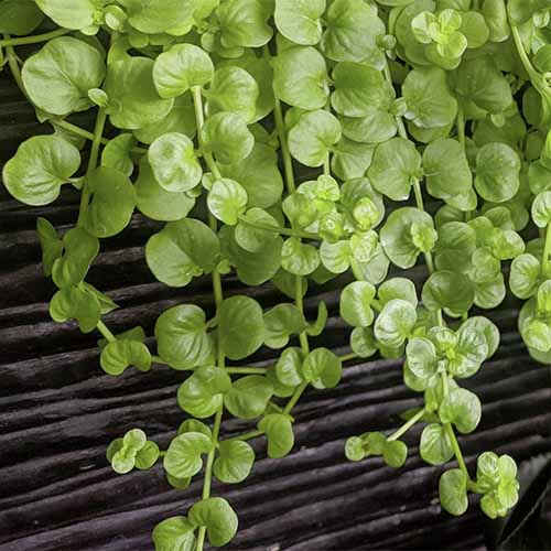 A close up square image of the coin-shaped foliage of creeping Jenny cascading over the side of a wicker planter.