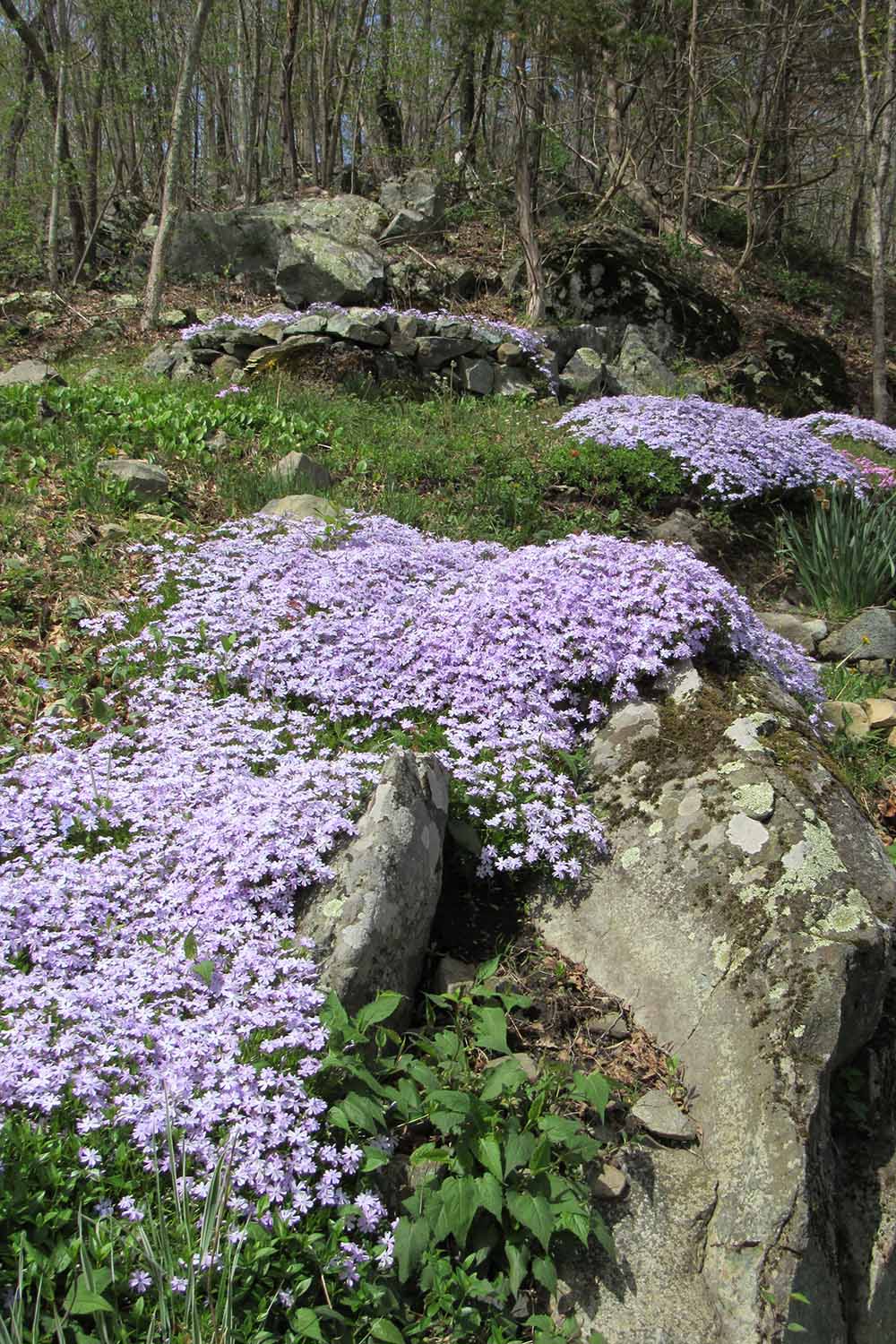 A vertical image of light purple creeping phlox growing in a forested area of the landscape.
