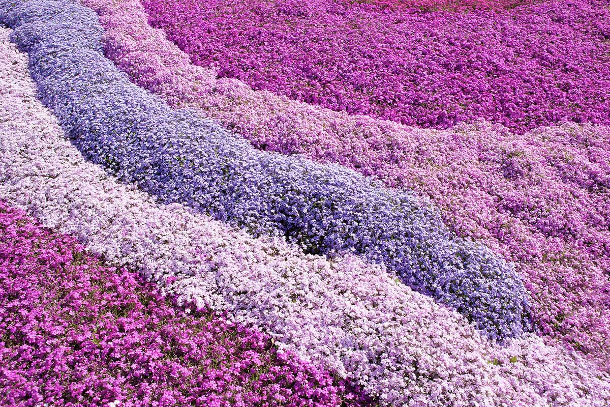 A close up horizontal image of different colored creeping phlox growing in a mass planting as ground cover.