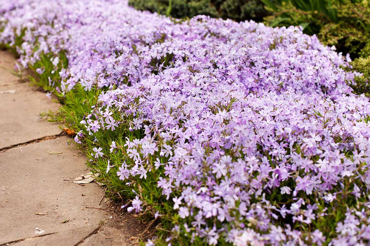 A close up horizontal image of light purple creeping phlox growing by the side of a pathway.