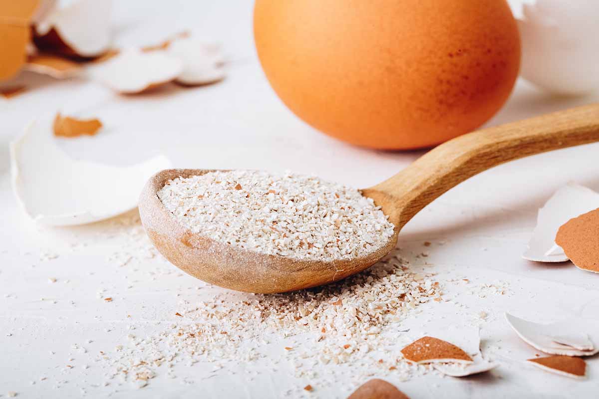 A close up of a wooden spoon containing eggshells that have been dried and crushed into a power, set on a white surface.