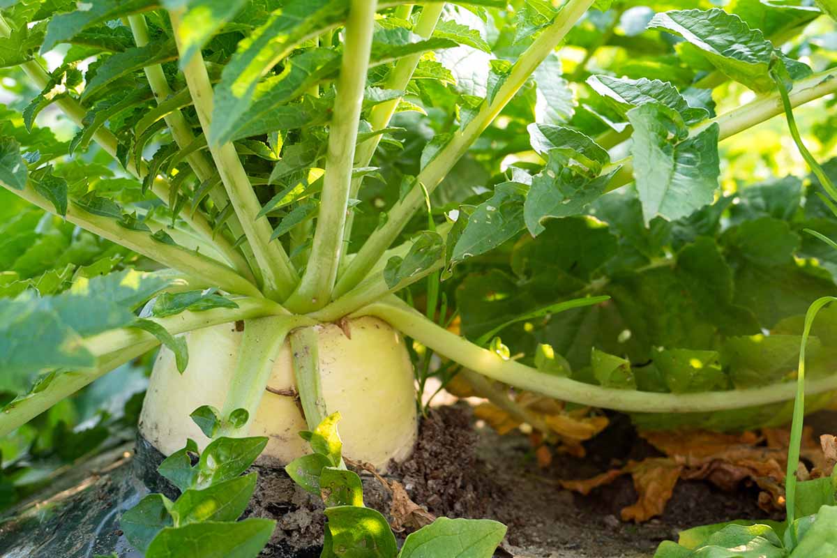 Close up of the top of a daikon tuber in the soil, with bright sunshine filtering through the leaf tops.