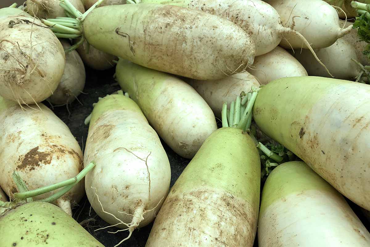 A close up horizontal image of harvested daikon roots, with their leaf tops cut off.