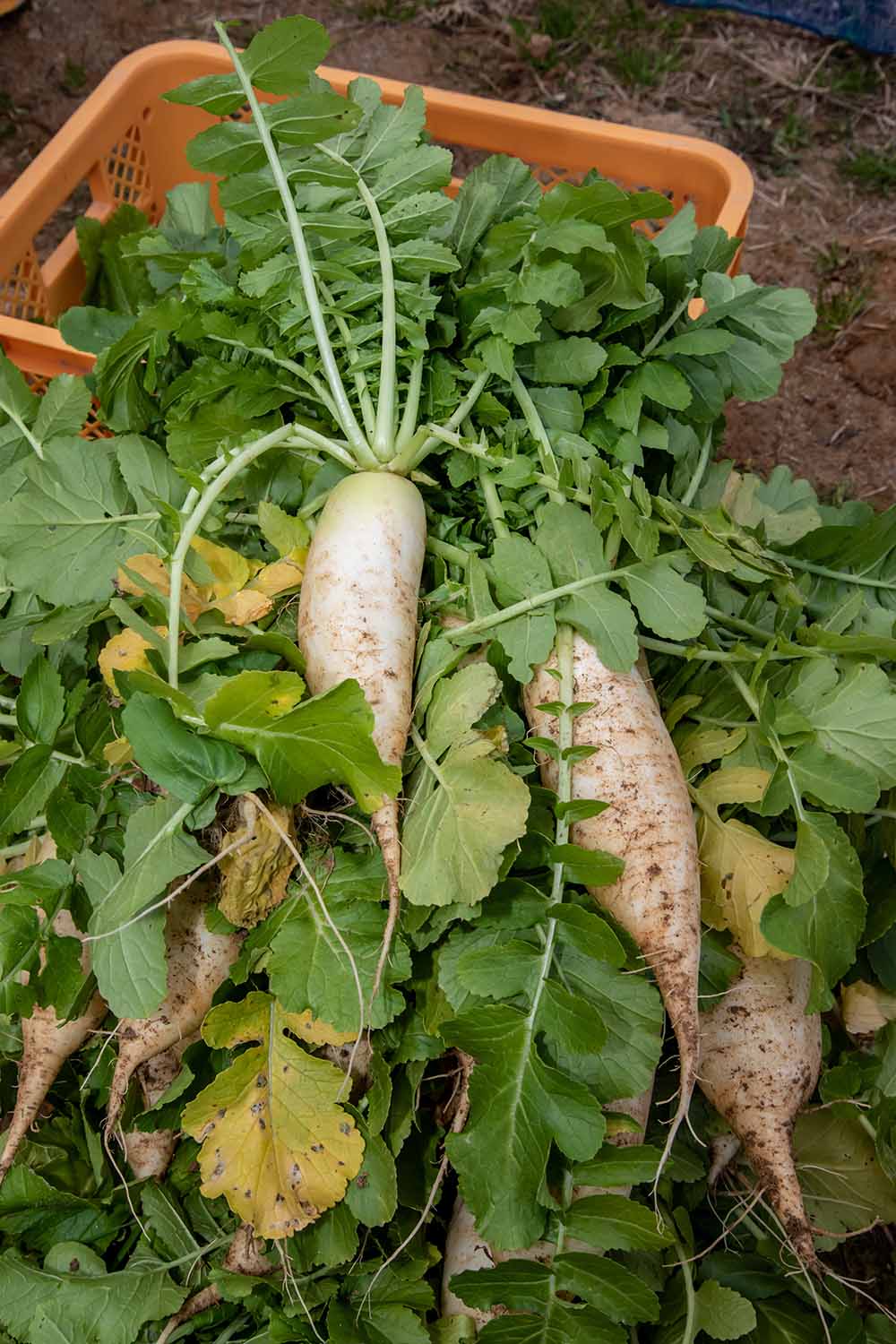 Vertical image of daikon radishes with their green tops leaning up against an orange plastic basket on soil.