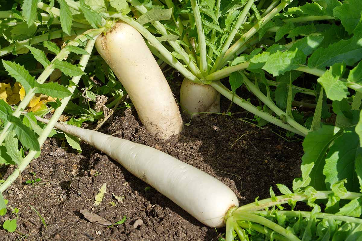 Daikon radish lying on dry soil, with it's leaf tops attached. In the background, more tubers poking out of the soil, ready for harvesting, in bright sunshine.