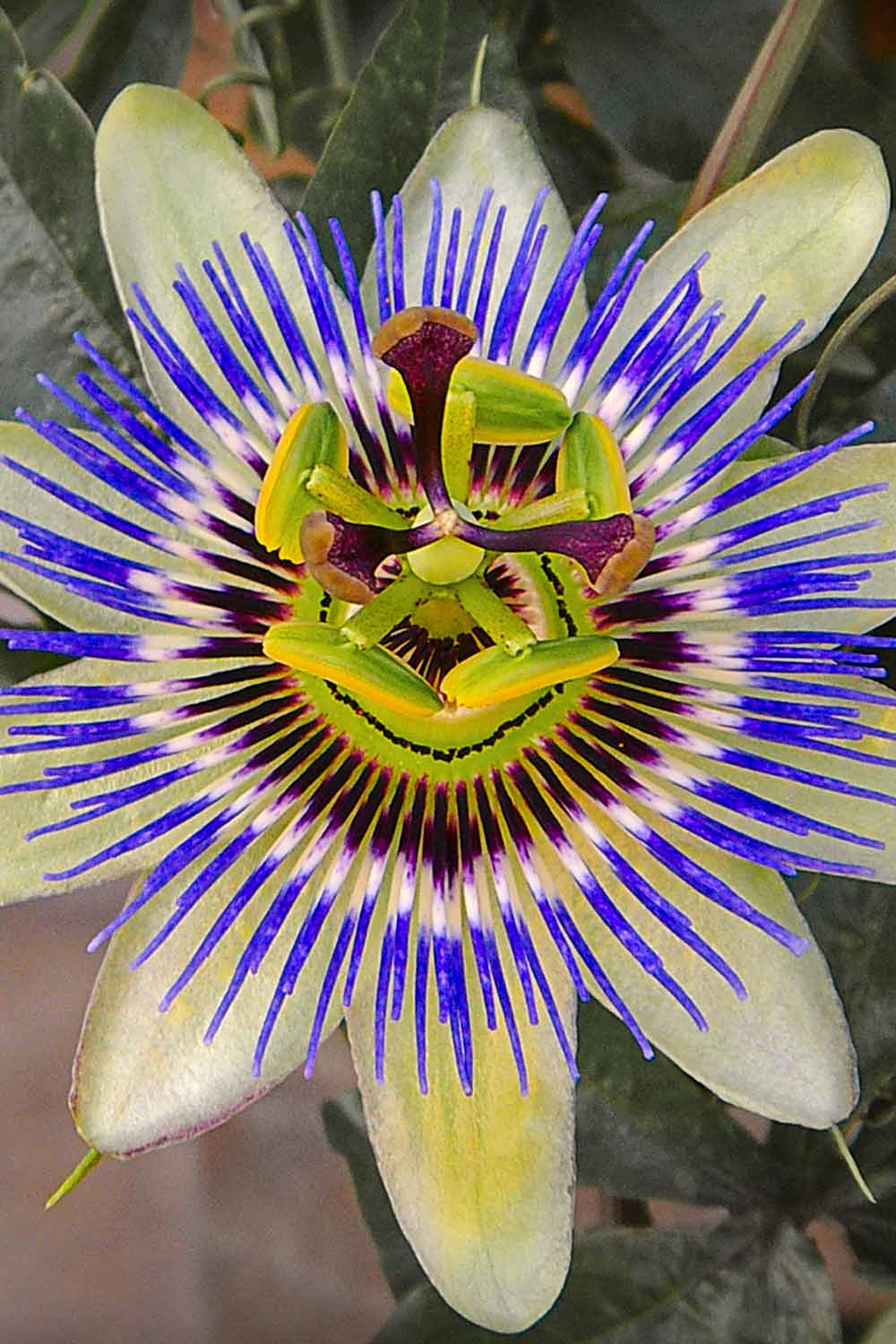 A close up vertical image of a Passiflora 'Damsel's Delight' flower on a soft focus background.