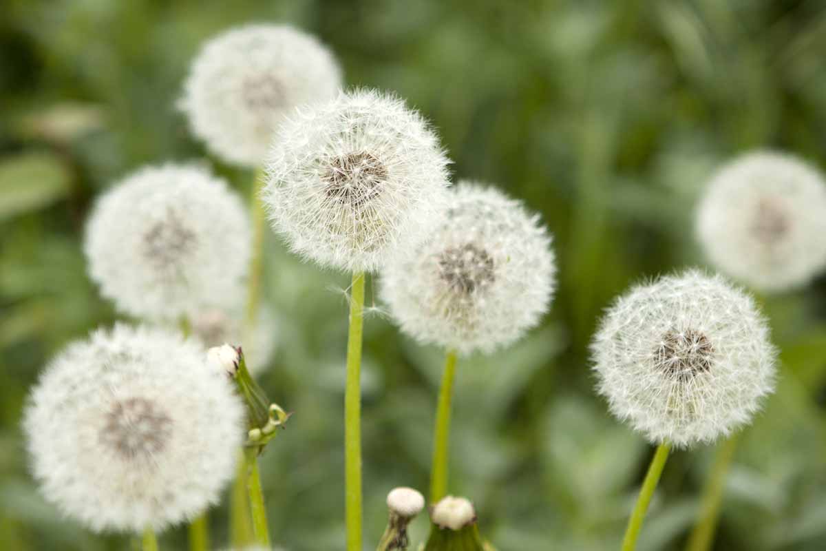 A close up horizontal image of the round seed heads of Taraxacum officinale pictured on a soft focus background.