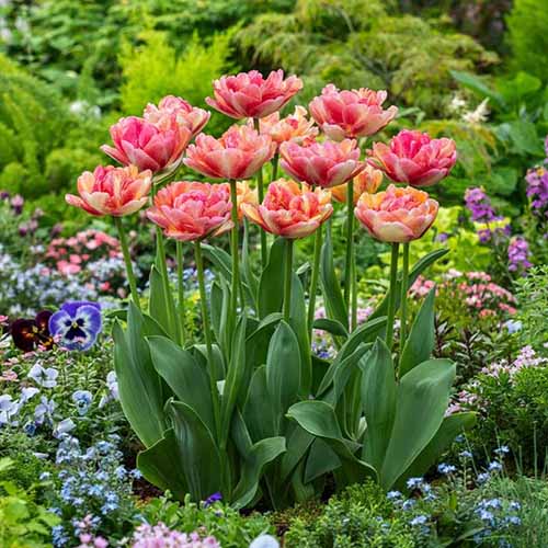 A square image of 'Double Blizz' tulips growing in a mixed flower garden.