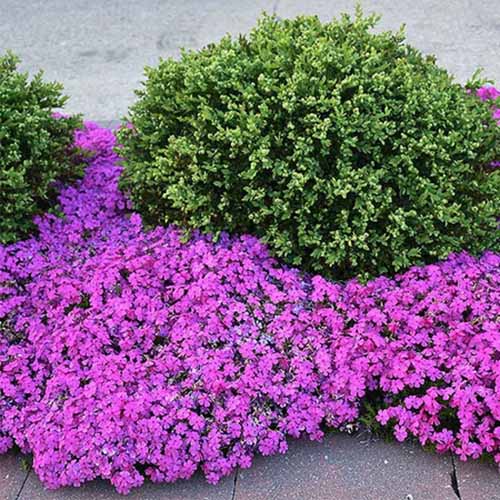 A square image of a round, globe-shaped evergreen shrub growing in a garden border surrounded by 'Drummond's Pink' creeping phlox in full bloom.