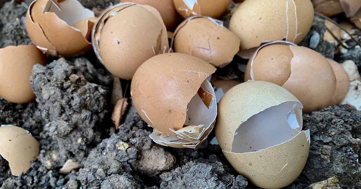How to Use Eggshells in the Garden - Improve My Home 24