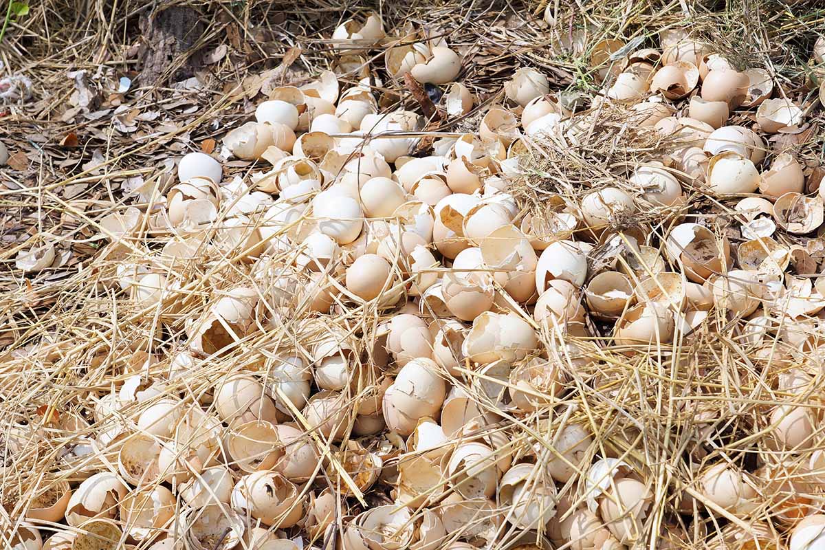 A close up of a large number of discarded eggshells on the ground amongst straw, with fallen leaves in the background.