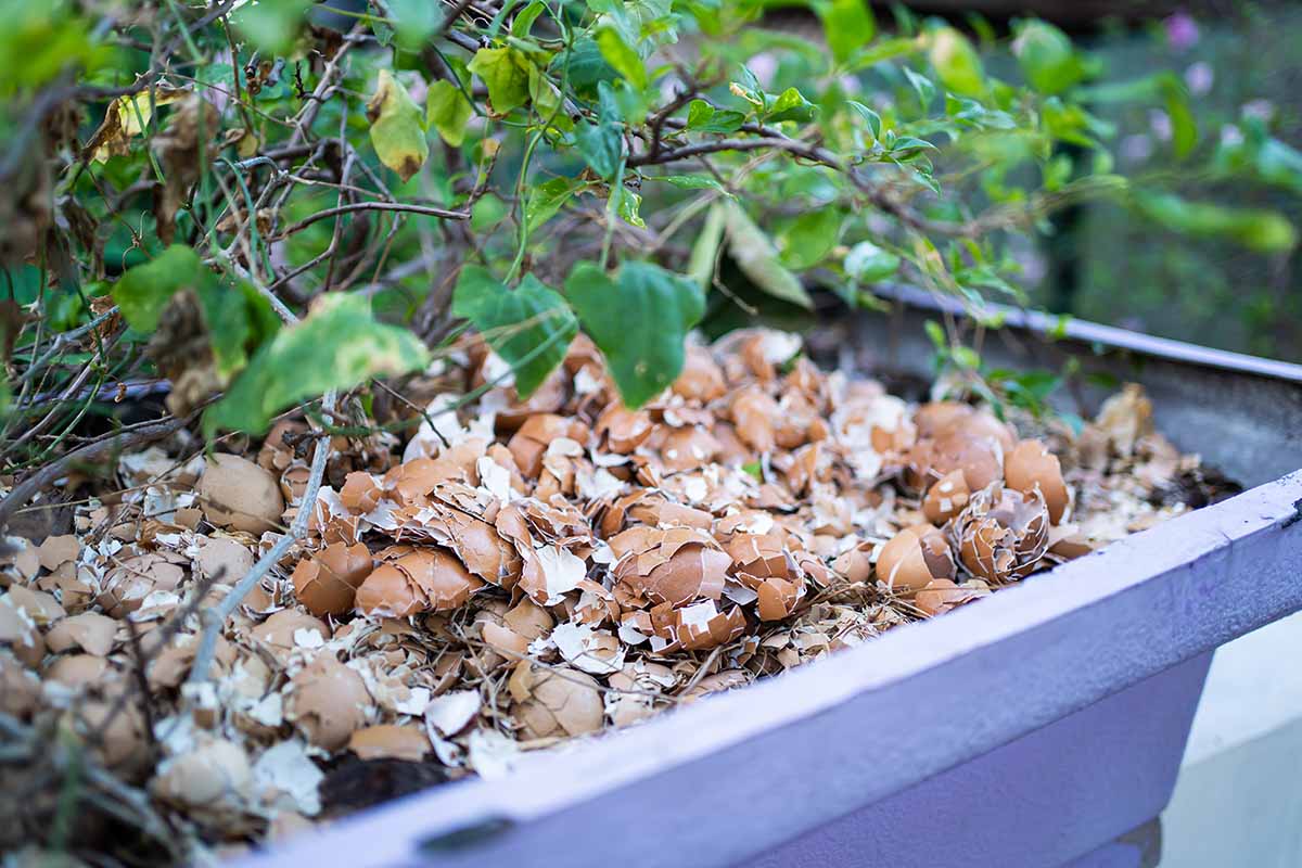 How to Use Eggshells in the Garden | Gardener's Path