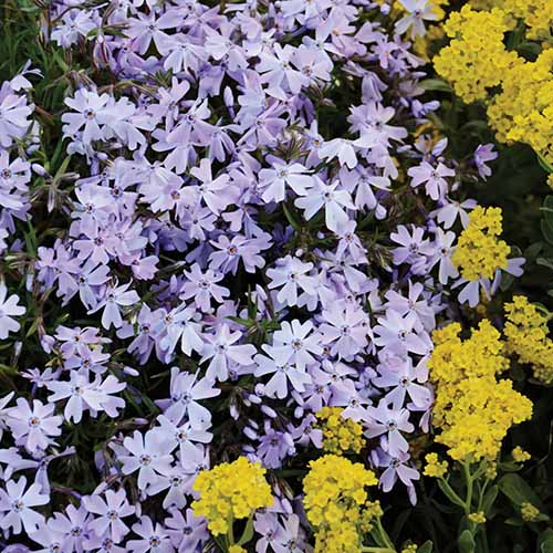 A close up square image of the light-blue star shaped flowers of 'Emerald Blue' creeping phlox in full bloom.