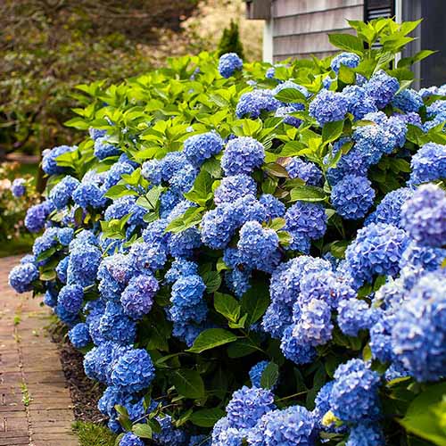 A close up square image of blue Endless Summer reblooming hydrangeas growing outside a residence.