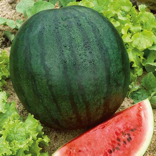 A square image of 'Florida Giant' freshly harvested with droplets of water on the foliage set between lettuce growing in the garden.