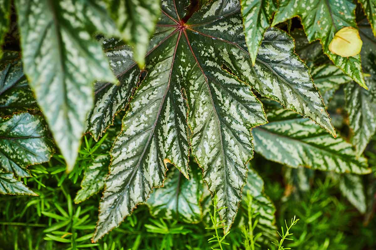 A close up horizontal image of the green and silver foliage of a gryphon begonia.