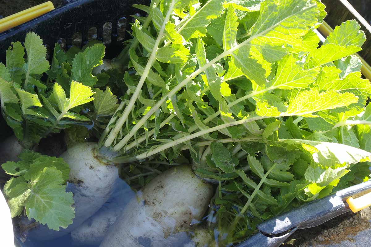 Freshly harvested daikon radishes in a plastic container in water. Sunshine bathes the leaf tops.