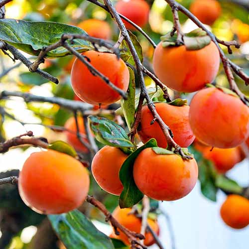 A close up square image of ripe 'Fuyu' fruits on the tree.