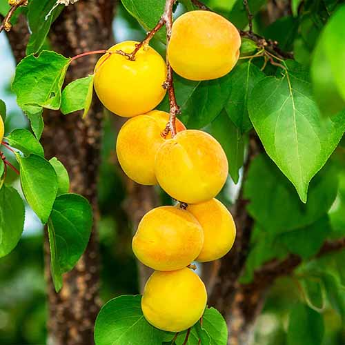 A close up square image of yellow 'Gold Kist' apricots ready for harvest pictured on a soft focus background.