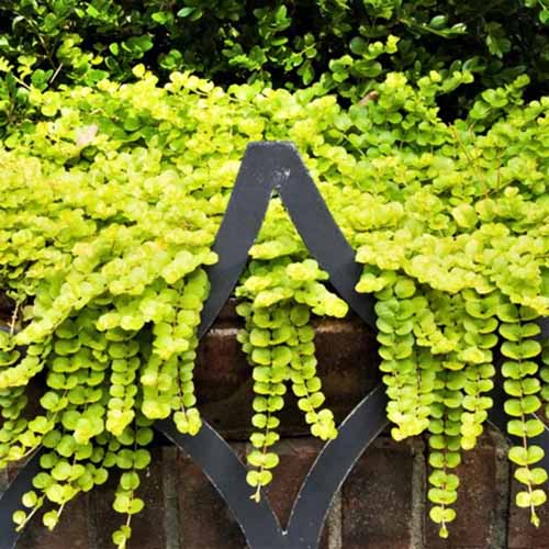 A square image of golden creeping Jenny cascading over a brick wall.