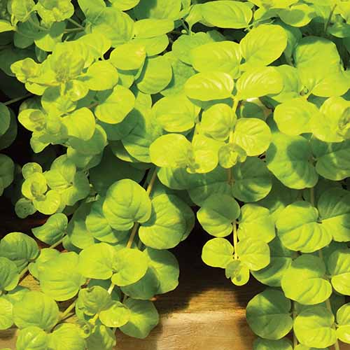A close up square image of 'Goldilocks' moneywort growing in a wooden planter pictured in bright sunshine.